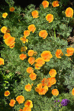 California poppy (Eschscholzia californica) flowers