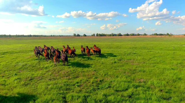 Aerial view of a herd of horses running through a lush green field in the Danube Delta, Mila 23, Tulcea, Romania.