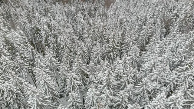 Aerial view of dense coniferous forest covered in fresh white snow during winter in Brasov, Brasov, Romania.