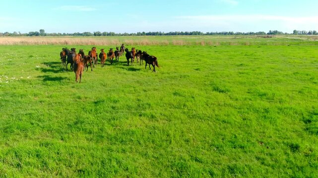 Aerial view of a herd of wild horses running through a lush green field in the Danube Delta, Mila 23, Tulcea, Romania.