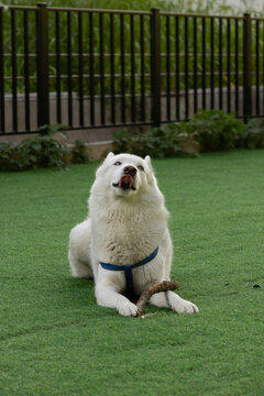 White fluffy dog lying down on green grass outdoors