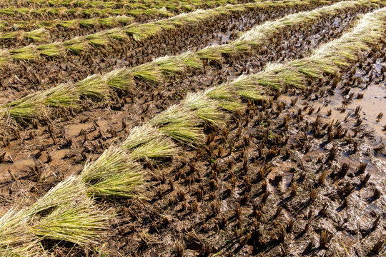 Rows of harvested rice sheaves, Antsirabe, Madagascar