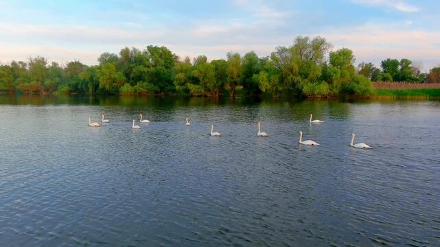 Aerial view of a group of white swans swimming in the calm river waters of the Danube Delta, surrounded by lush green riverbanks in Mila 23, Tulcea, Romania.