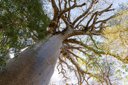 Baobab tree canopy seen from below, Morondava, Madagascar