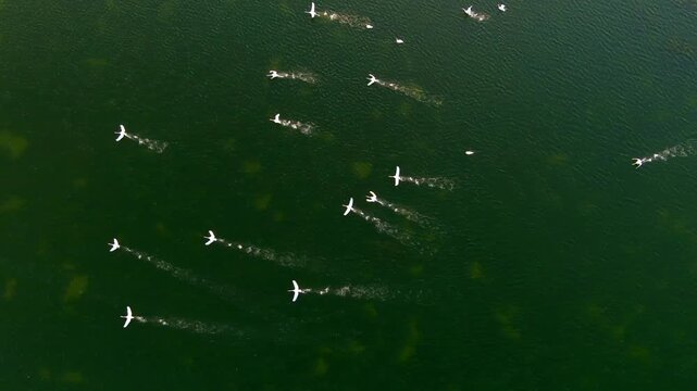 Aerial view of a flock of birds flying over the green waters of the Danube Delta in Mila 23, Tulcea, Romania.