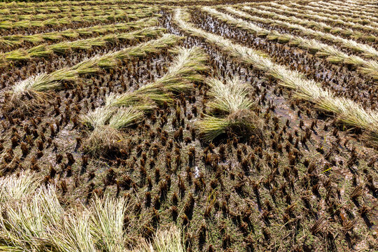 Harvested rice sheaves in a paddy field, Antsirabe, Madagascar