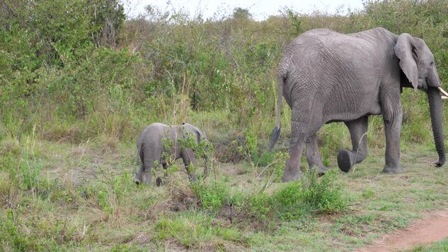 Loving african elephant mother carefully walking with newborn baby calf through lush green grass of wild savannah, representing beautiful display of maternal protection and care