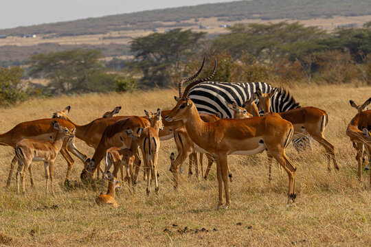 Impala family