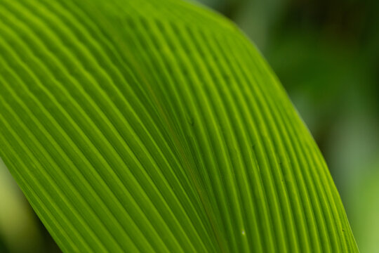 Macro Texture of Parallel Ridged Green Leaf