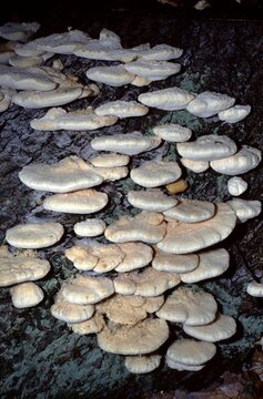 Tyromyces stipticus &ndash; Creamy bitter bracket fungus clustered on dark bark