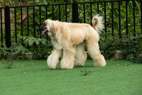 Beautiful Afghan Hound dog walking on green lawn