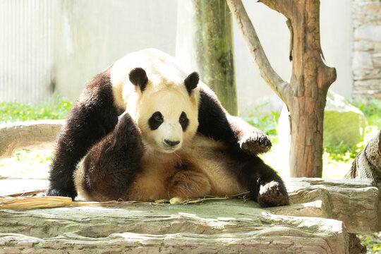 Funny Pose of a panda returned from South Korea, Fu Bao