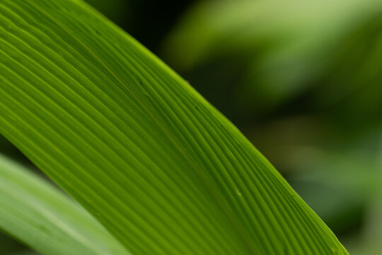 Macro Texture of Parallel Ridged Green Leaf