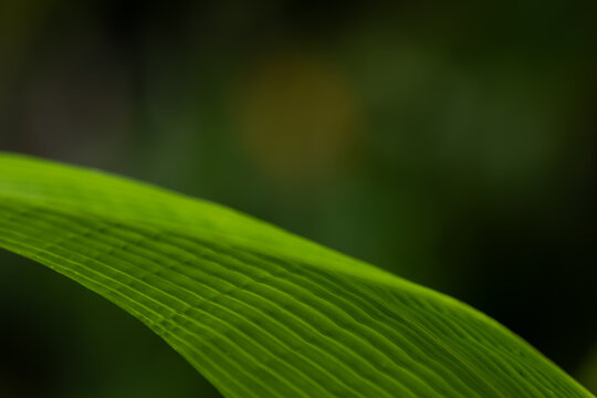 Macro Texture of Parallel Ridged Green Leaf