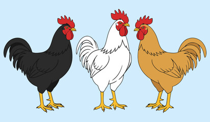 Three Roosters in Black White and Brown - Animals Vector Illustration © Hari