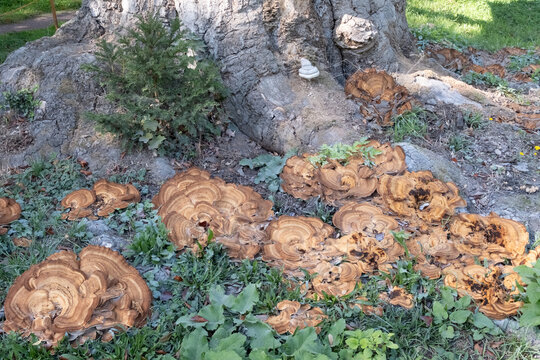 Meripilus giganteus Riesenporling Fruchtk&ouml;rper am Stammfu&szlig; einer alten Blitbuche im Schl&szlig;park von C&ouml;sitz Sachsen-Anhalt