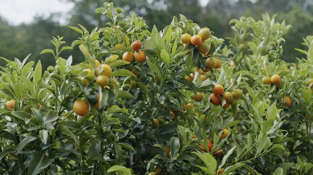 Close-up view of small orange kumquat fruits ripening on the branches of a lush green tree surrounded by dense foliage.