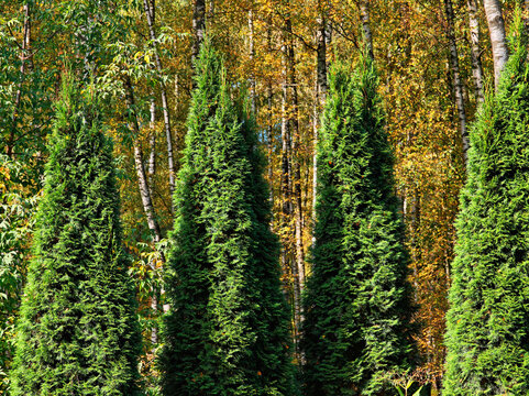 Multiple decorative thuja trees in a row landscape