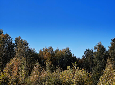 Autumn forest during the daylight background