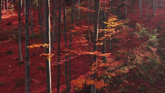 Aerial view of a dense forest floor covered in vibrant red and orange autumn leaves with tall tree trunks rising through the canopy in Romania.