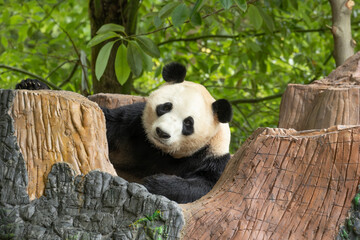 Giant Panda Peeking at the camera Behind Wooden Tree Stump Structure © foreverhappy