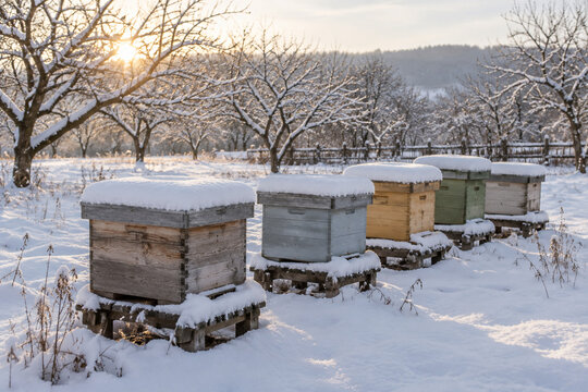 A snow-covered apiary with beehives under soft morning light