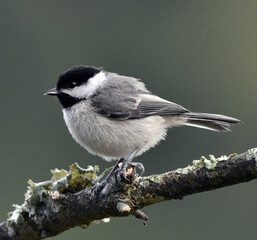 great tit parus major © Texas Photographer