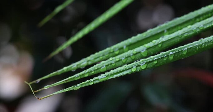 Close-up of the tips of vibrant green palm tree leaves covered in water drops with a multi-coloured soft-focused dark background. Captured in slow motion as water drips from the leaves on a rainy day.