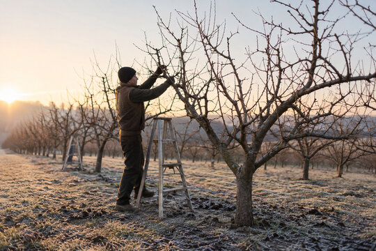 Quiet winter orchard with low pruning ladders and a worker in clothing
