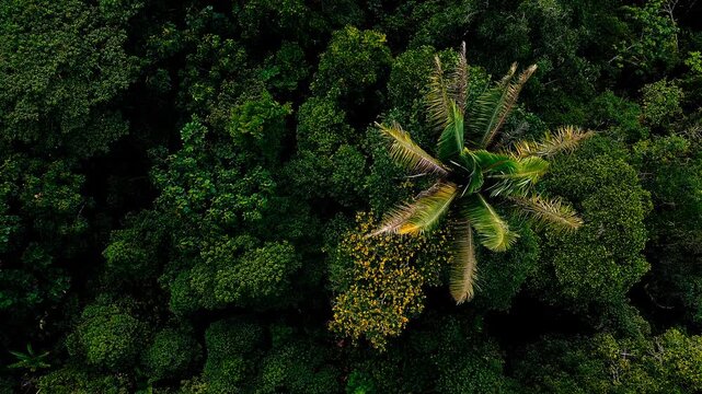 Vertical drone view centred on a large palm crown beside a yellow tree within dense tropical rainforest. The vivid overhead composition reveals botanical diversity, layered foliage and natural forest 