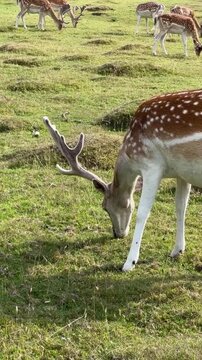 Close up of spotted fallow deer with antlers grazing on green grass field
