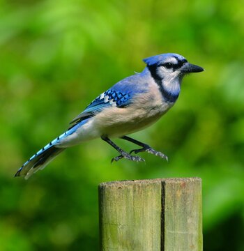 blue jay on a branch