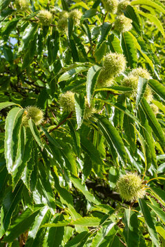 Castanea sativa Esskastanie Edelkastanie Frucht
