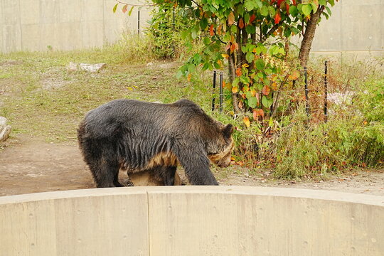Ezo Brown Bear in Asahiyama Zoo in Asahikawa, Hokkaido, Japan - 北海道 旭川市 旭山動物園 えぞひぐま館 エゾヒグマ