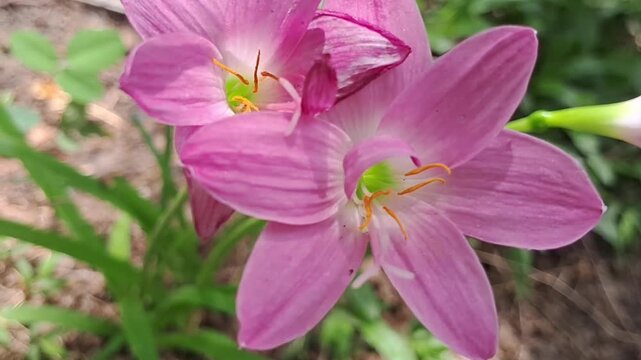 Close up of pink rain lily flowers blooming in garden horizontal view