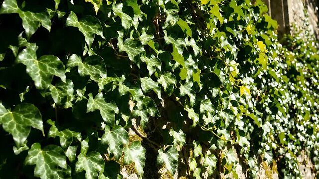 Ivy Leaves Gently Swaying in the Breeze, Creating a Calming and Natural Looping Background. Soft Light and Vibrant Green Hues.