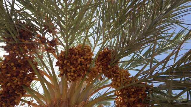 Ripe dates hanging from a palm tree in a sunlit plantation with blue sky, showcasing the bountiful tropical fruit harvest and sustainable agriculture in a beautiful oasis