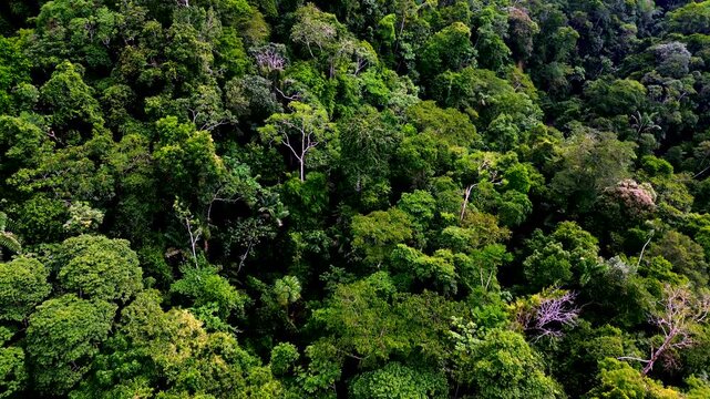 Drone view moving above a dense tropical rainforest hillside with varied tree crowns, palms and layered green foliage. The lush natural landscape represents biodiversity, wilderness and forest conserv