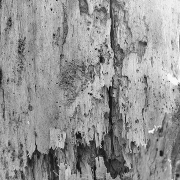 Black and white texture of a rotten decaying tree trunk with deep cracks
