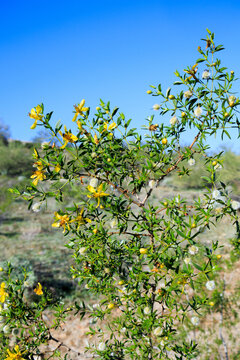 Creosote Bush Larrea Tridentata, also known as Greasewood or Chaparral