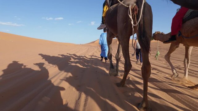 Camel caravan with long shadows walking through the sahara desert in morocco, led by a tuareg guide, creating an authentic and immersive travel and adventure experience