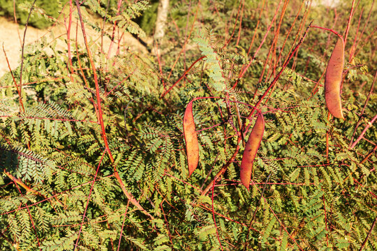 Red Bird of Paradise (Caesalpinia pulcherrima) elongated, flattened seed pods hang from a reddish-brown stem