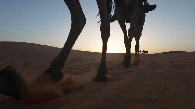 Low angle of a camel caravan walking in line across the sahara desert sand dunes at sunset, legs kicking up sand as they walk towards the sun and other tourists
