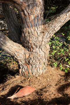 Mature Italian stone pine Pinus pinea tree trunk featuring the deeply furrowed reddish brown bark patterns, San Diego, California