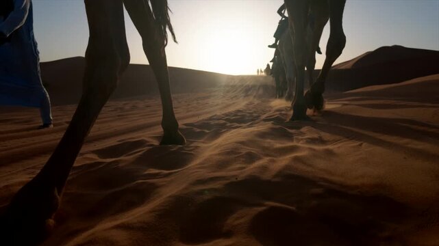 Low-angle view of a camel caravan silhouetted against the setting sun walking on sand dunes, with a bedouin guide leading the way through the golden desert landscape