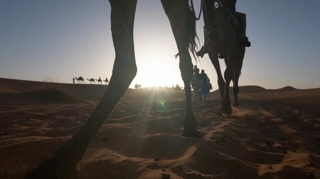 Camel caravan walking through the sahara desert during sunset, a low-angle view of the dromedary legs and shadows silhouetted against the bright sun, a beautiful travel landscape