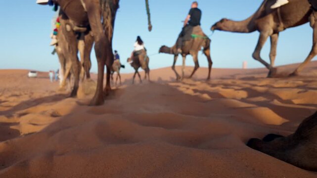 Low-angle view of a camel caravan with tourists riding dromedaries kicking up sand while trekking through the sahara desert in morocco on a guided expedition