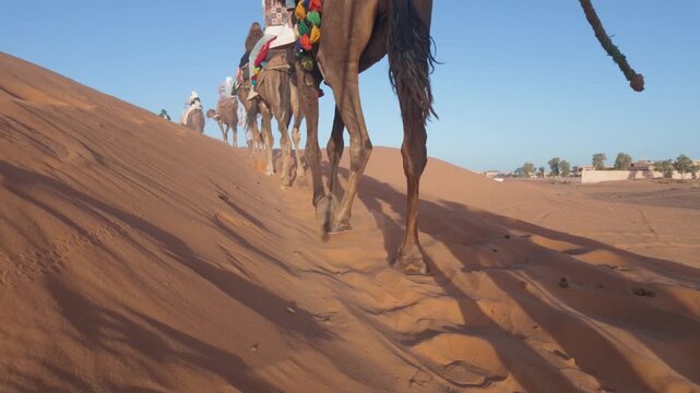 Camel caravan with tourists and guides riding dromedaries walking in a line on a sand dune in the sahara desert, creating long shadows and kicking up orange sand