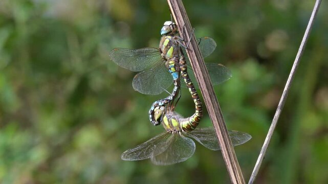 Migrant Hawker dragonfly (Aeshna mixta) pair mating on a plant stem. September, Kent, UK [Slow motion x4]