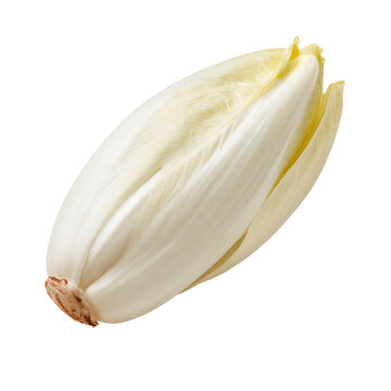 Fresh Belgian endive spear with crisp pale leaves during studio lighting isolated on transparent background